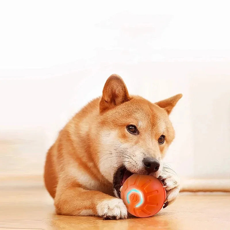 Smart Interactive Bouncing Ball for Dogs